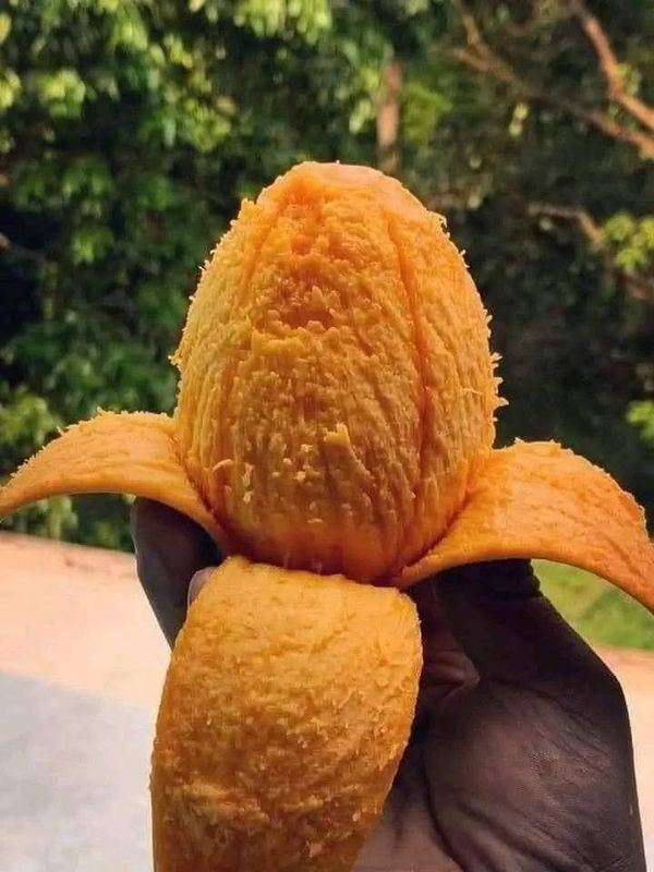 হিমসাগর আম