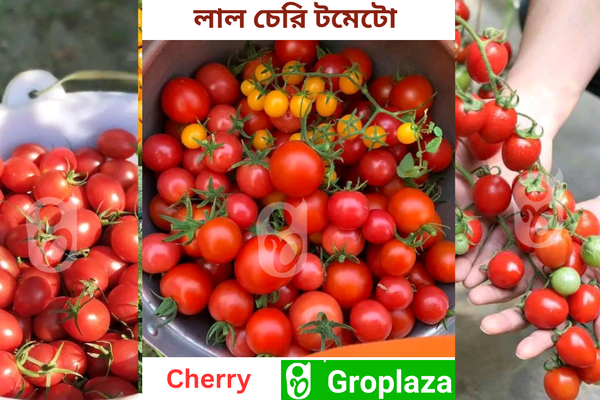 লাল চেরি টমেটোর বীজ । Red Cherry Tomato Seeds