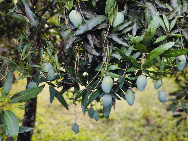 আম্রপালি ২০ কেজি পয়েন্ট ডেলিভারি - Image 4