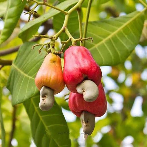 কাজু বাদাম