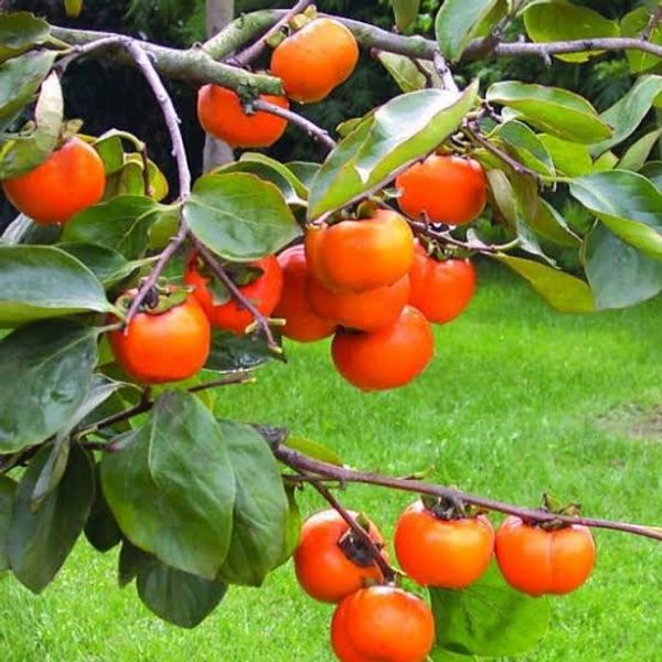 পার্সিমন