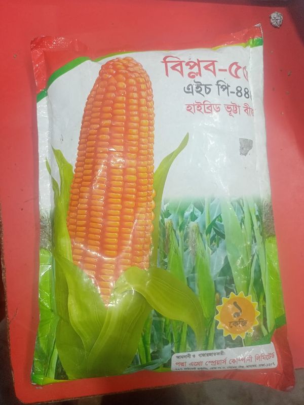 হাইব্রিড ভুট্টার বীজ বিপ্লব  ৫৫ ( এইচ পি - ৪৪৪ )   । Hybrid corn seed Biplob 55 ( H P - 444 )