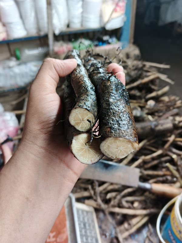 মোটা শিকড় চুই