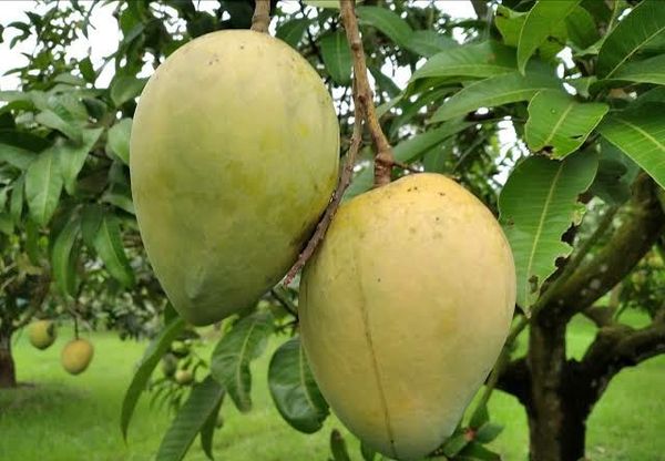 আম (হাড়িভাঙ্গা-1kg) ফরমালিন মুক্ত