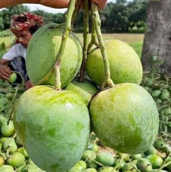 আম (গোবিন্দভোগ🥭) কেমিক্যাল/কার্বাইড মুক্ত