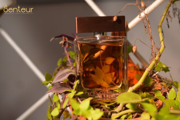 Dolce & Gabbana The One EDT Decant