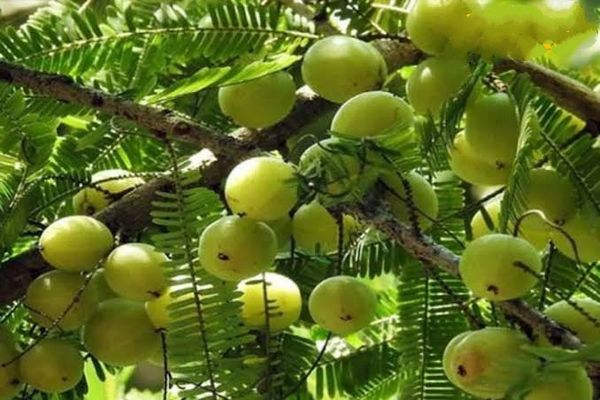 আমলকী