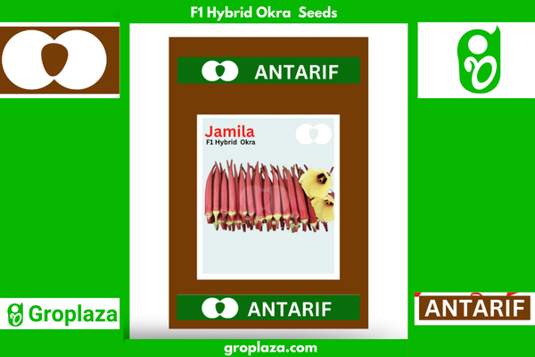 হাইব্রিড লাল ঢেঁড়স বীজ জামিল। F1 Hybrid Okra Bhendi Seeds Jamila