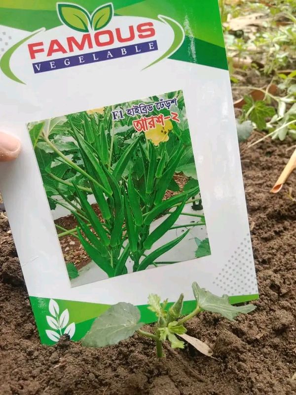 হাইব্রিড ঢেরস  আরশ -২।  F1 hybrid Bhendi Arosh -2