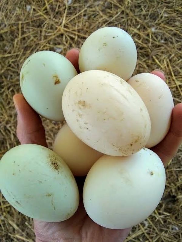 দেশী হাসের ডিম (Deshi Duck Egg)