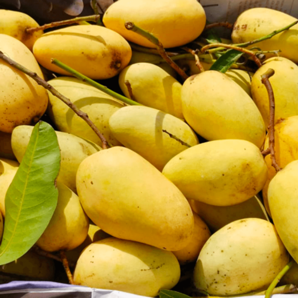 আম (কাটিমন-1kg) কার্বাইড মুক্ত