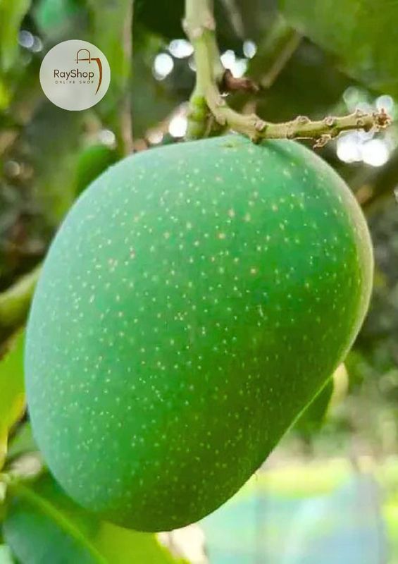 ১০ কেজি || রাজশাহীর গোপালভোগ আম