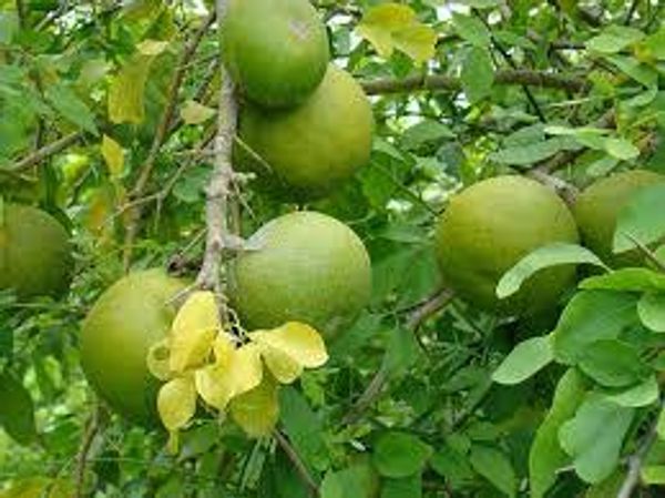 দেশি বেল