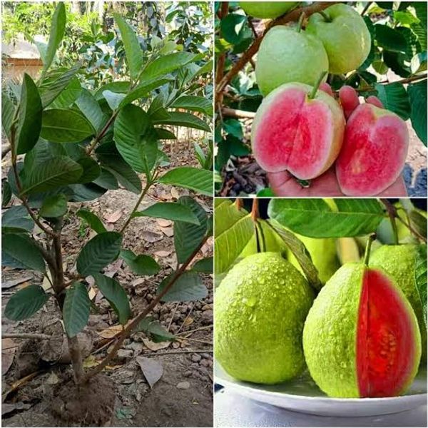 মাধবি লাল পেয়ারা