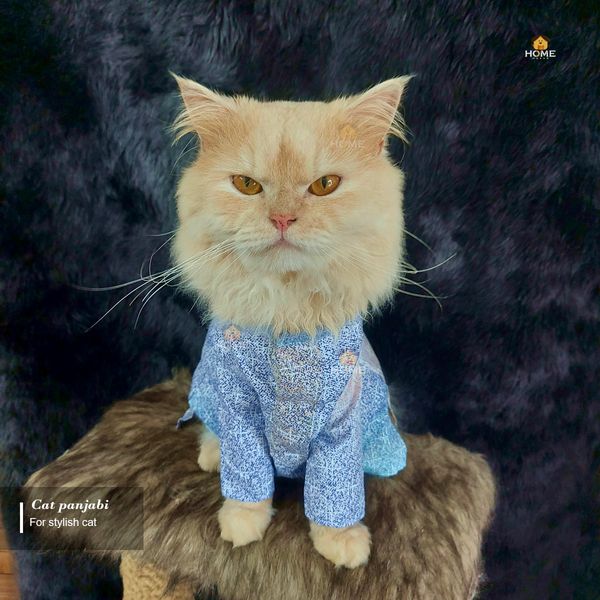 3.5 kg cat panjabi