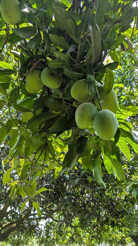 চাপাই নবাবগঞ্জের হিমসাগর আম (১০ কেজি)