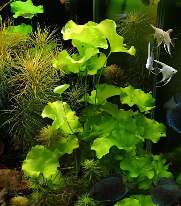Tiwan Lily