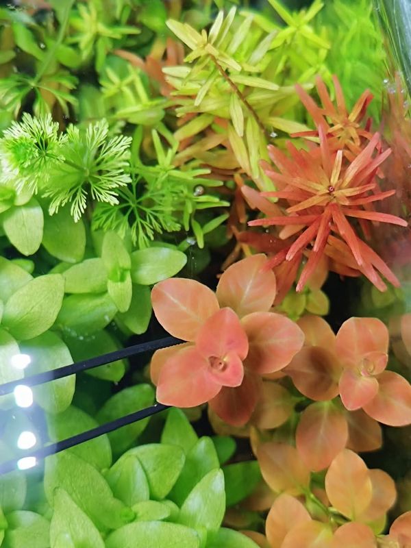 L.ovalis