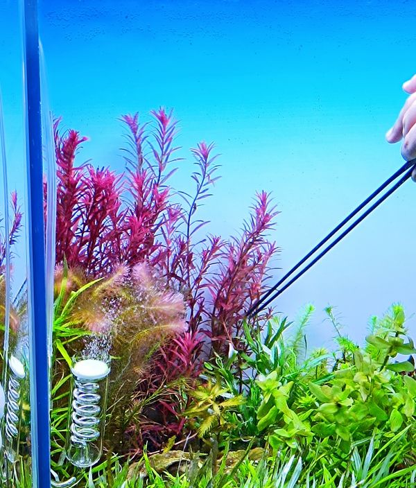 Rotala blood Red