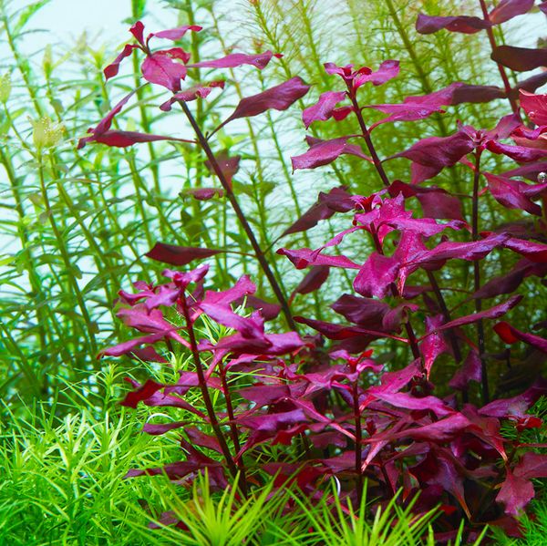 L. Natans super red