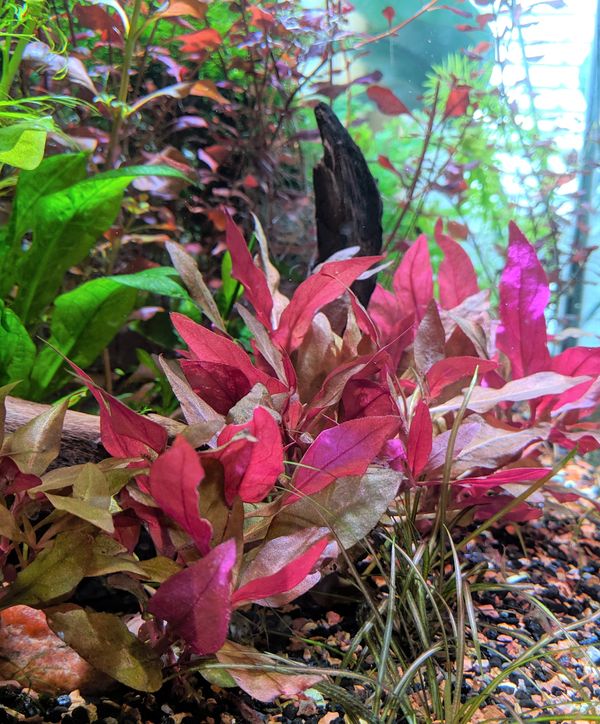 Alternanthera Riniki mini