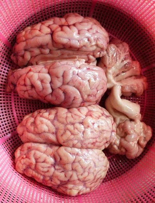 গরুর মগজ (Cow Brain) l Pre Order l