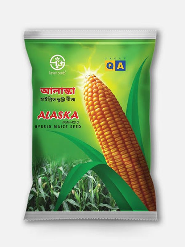 হাইব্রিড ভুট্টা আলাস্কা। Hybrid Maize Alaska