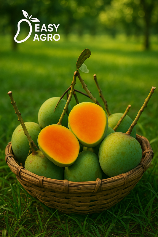 হিমসাগর আম