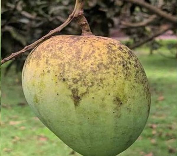 হাড়িভাঙ্গা আম
