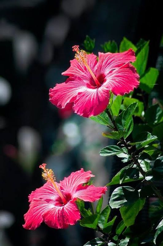 পঞ্চমূখী জবা