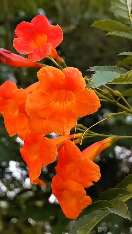 চন্দ্রপ্রভা (২ কালার)