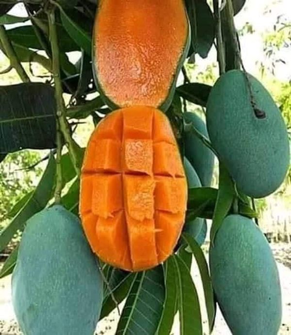 নাক ফজলি আম🥭 কেমিক্যাল মুক্ত
