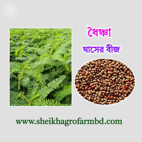 ধৈঞ্চা বীজ (১ কেজি)