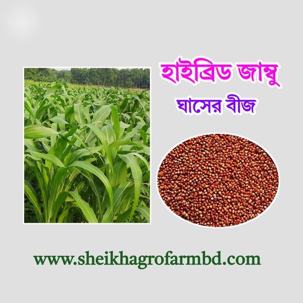 (হাইব্রিড জাম্বু) ঘাসের বীজ