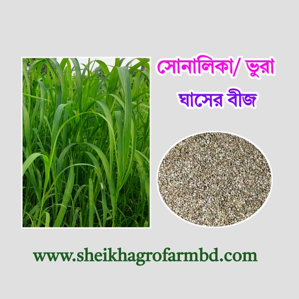 (সোনালিকা/ভুরা) ঘাসের বীজ