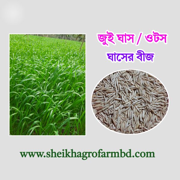 (জুই ঘাস/ওটস) এর বীজ