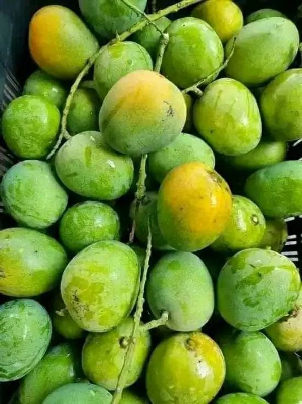 আম (হিমসাগর🥭) কেমিক্যাল মুক্ত