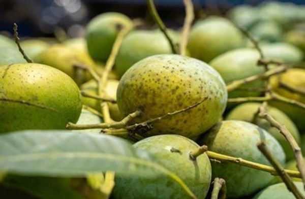 লেংড়া আম l ডেলিভারি চার্জ ফ্রি l