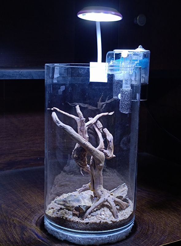 Glass jar (10 inch long)