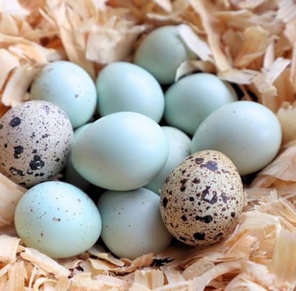 Quail Eggs 10 pcs