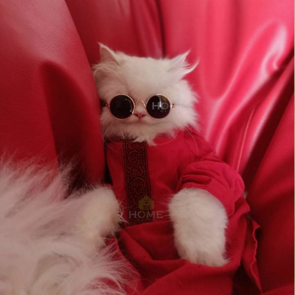 1.7 kg cat panjabi