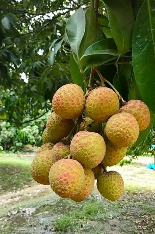 কাঁঠালি লিচু🍒 ১০০পিস, দিনাজপুর।