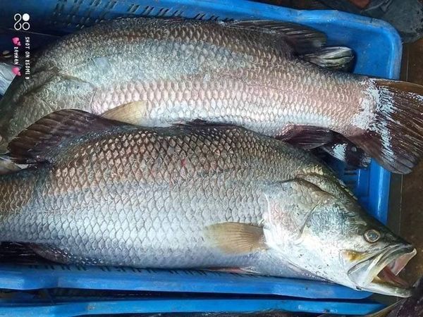 সাতক্ষীররা কোরাল মাছ (ভেটকি)l দেড় থেকে দুই কেজি সাইজেরl