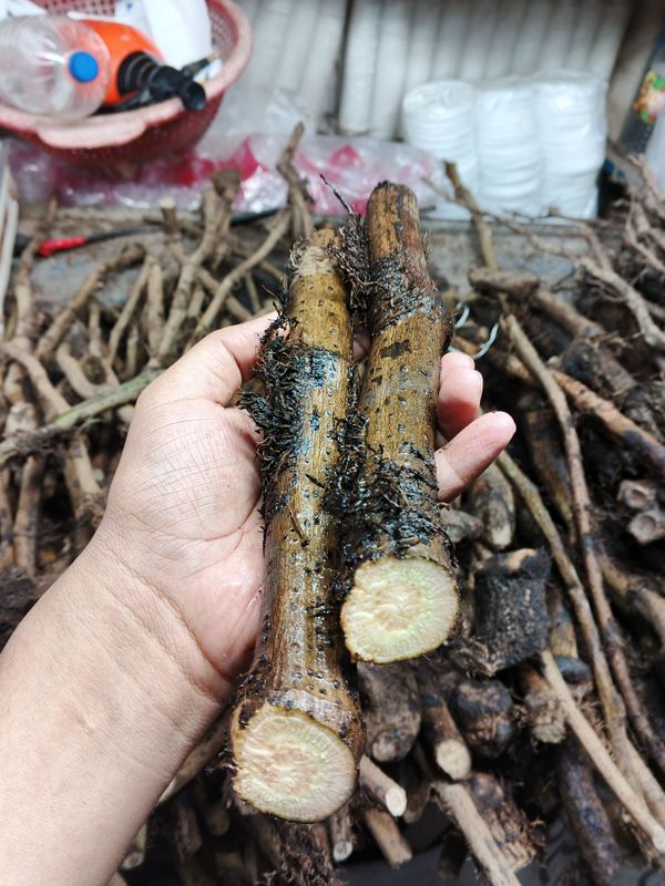 গাছ চুইঝাল