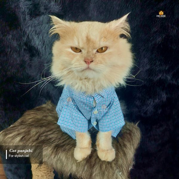 3 kg cat shirt