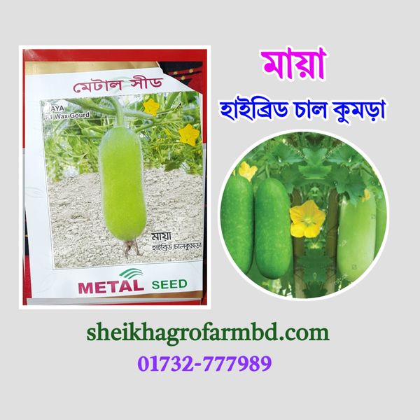 মায়া (হাইব্রিড চাল কুমড়া)