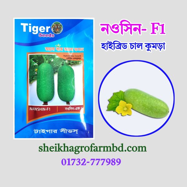 নওসিন (হাইব্রিড চাল কুমড়া)