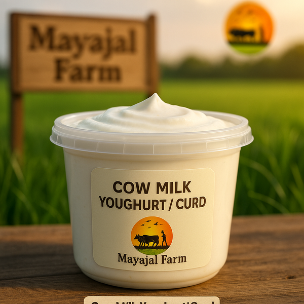 Cow Milk Yohgurt / Curd