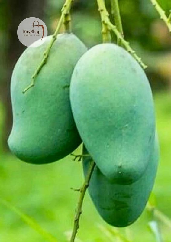 ২০ কেজি || আম্রপালি / রূপালি আম