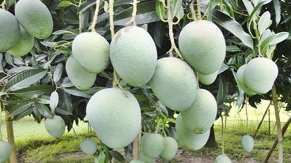 আম (গোপালভোগ-kg) ফরমালিন মুক্ত